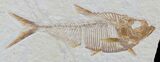 Detailed, Diplomystus Fossil Fish - Wyoming #79074-1